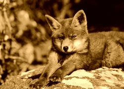 Sepia