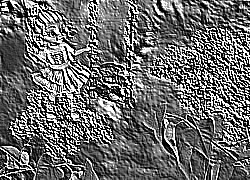 Skamielina