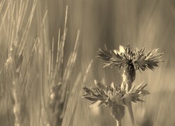 Szary + Sepia