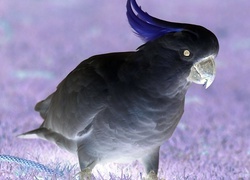 Negatyw