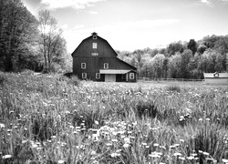 Szary + Sepia