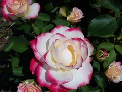 Oryginalny obrazek