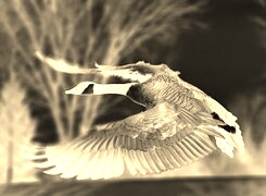 Sepia + Negatyw