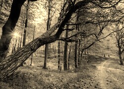Szary + Sepia