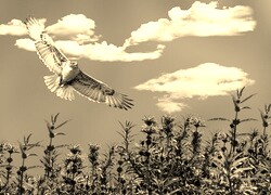Szary + Sepia
