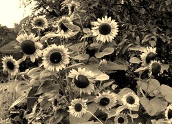 Sepia
