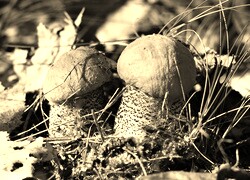 Sepia