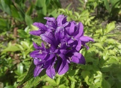 Oryginalny obrazek