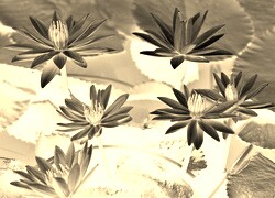 Sepia + Negatyw