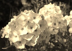 Szary + Sepia