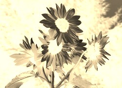 Sepia + Negatyw