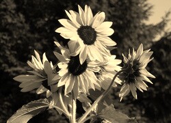 Szary + Sepia