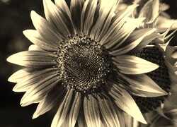 Szary + Sepia