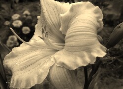 Szary + Sepia