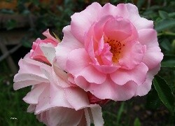 Oryginalny obrazek