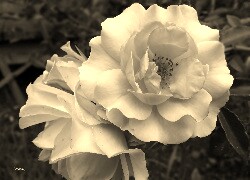 Szary + Sepia