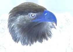 Negatyw