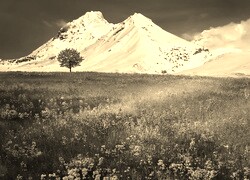 Szary + Sepia