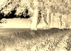 Sepia + Negatyw