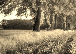 Szary + Sepia