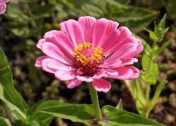 Oryginalny obrazek