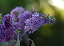 Oryginalny obrazek