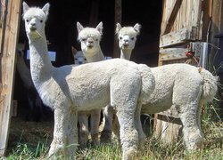 Oryginalny obrazek