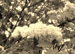 Szary + Sepia