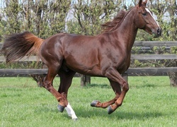 Oryginalny obrazek