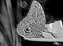 Skamielina