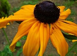 Oryginalny obrazek