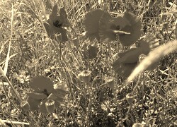 Szary + Sepia