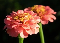 Oryginalny obrazek