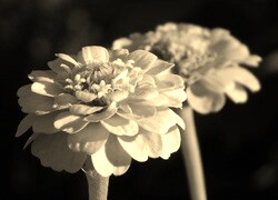 Szary + Sepia
