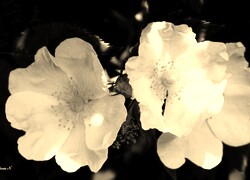 Sepia