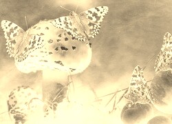Sepia + Negatyw