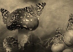 Szary + Sepia