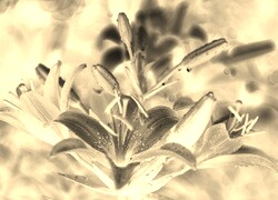 Sepia + Negatyw