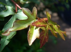 Oryginalny obrazek