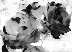 Szary + Negatyw