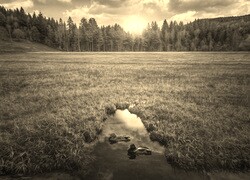 Sepia