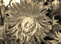 Szary + Sepia