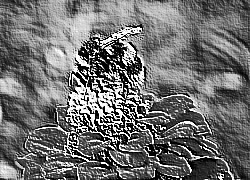 Skamielina