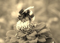 Szary + Sepia