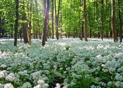 Oryginalny obrazek