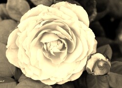 Szary + Sepia