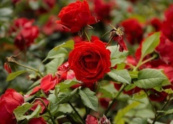 Oryginalny obrazek
