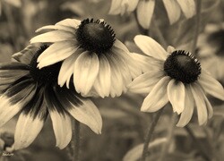 Szary + Sepia