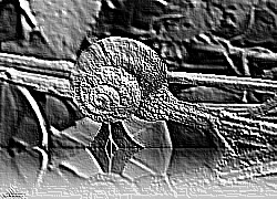 Skamielina