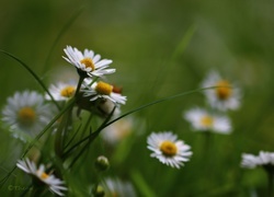 Oryginalny obrazek